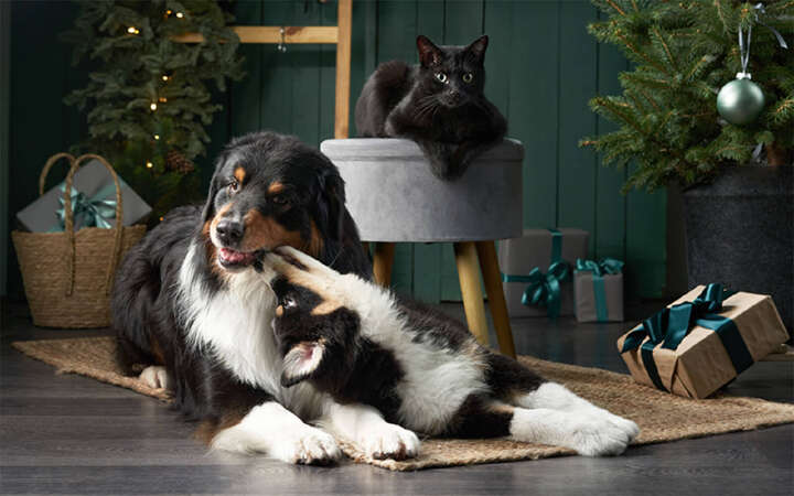 hunde katze geschenke fuer tiere weihnachten 800x500